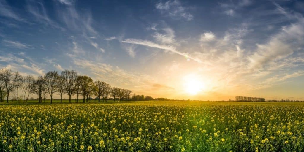 field of yellow flowers with sunshine in background