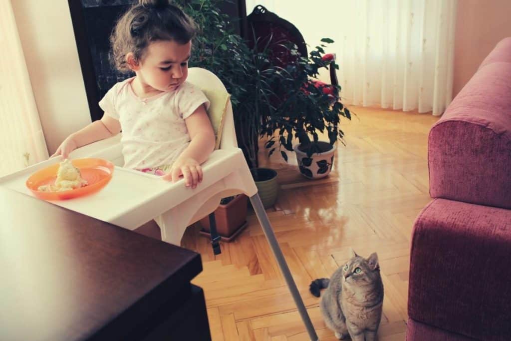 Young toddler sitting in high looking at the cat beside her on the floor who's looking up expectantly at her, hoping she'll drop some food!