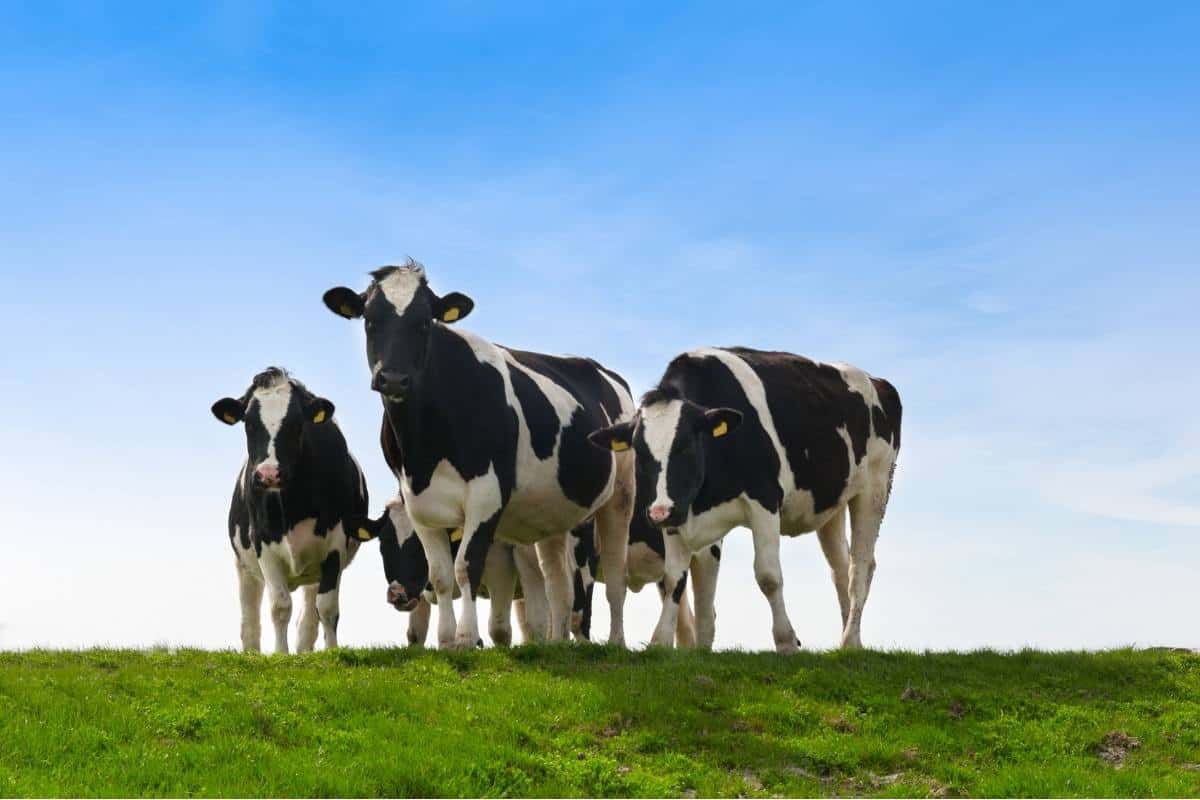 a group of black and white dairy cows eating grass with a blue sky in the background