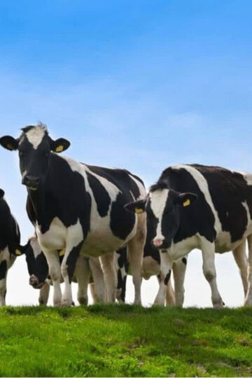 a group of black and white dairy cows eating grass with a blue sky in the background