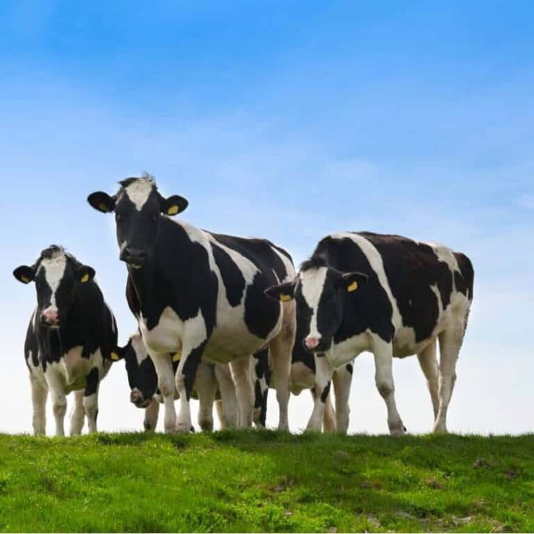 a group of black and white dairy cows eating grass with a blue sky in the background