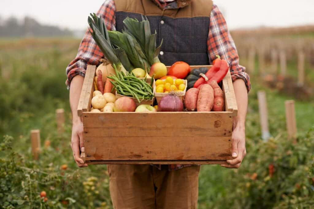 A person wearing flannel and a puffy vest holding a box full of freshly picked veggies, standing in a garden.