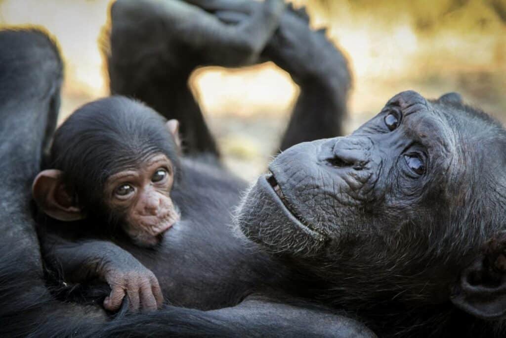 a chimpanizee lying down breastfeeding her baby