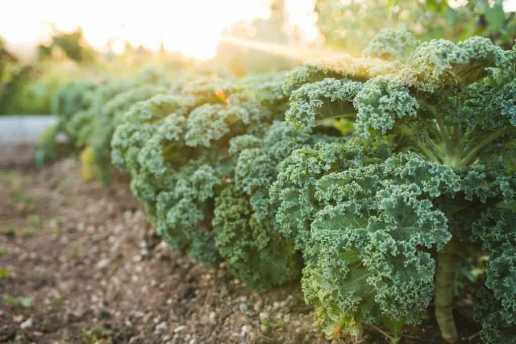 A row of kale growing in a garden with a beautiful sunset in the back shining in.