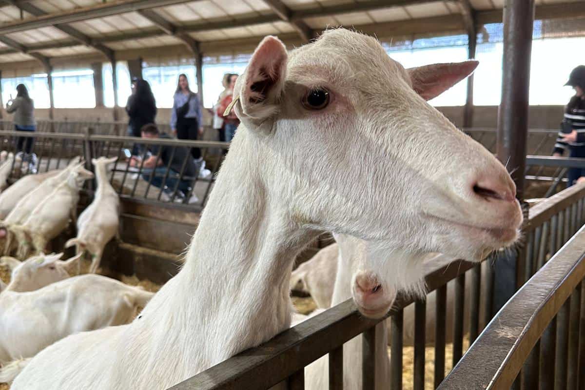 A closeup image of a goat at a goat milk farm.