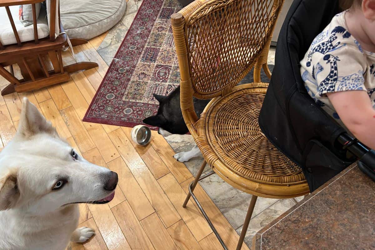 Dog waiting for baby to drop food from high chair.